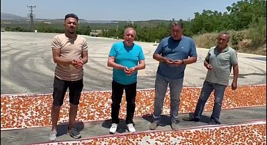 Manisalı kayısı üreticisi: