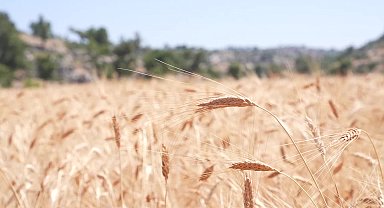 Mersin Büyükşehir Belediyesi'nin üreticiye desteği sürüyor 