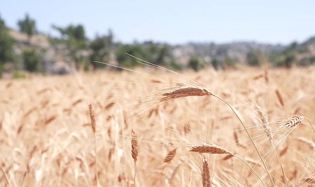 Mersin Büyükşehir Belediyesi'nin üreticiye desteği sürüyor