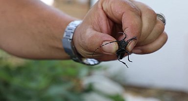 Muğla’da ilk defa görülen 'Turunçgil Uzun Antenli Böceği' ile mücadele