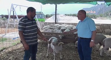Muğlalı hayvan üreticisi: ''Kurbanlık şu anda 15 bin lira. Maaş yetmiyor 12 ayda 10 bin lira birikmez. Herkes perişan''