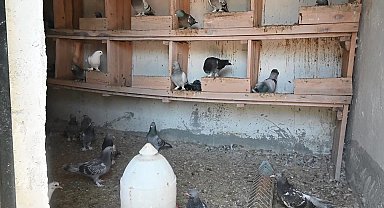 Otomobil fiyatına satılan güvercinlerini Yozgat’ta yetiştirip yarışlara katılıyor
