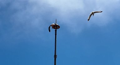 Sinop’ta paratonere kanadını sıkıştıran martıyı itfaiye ekipleri kurtardı
