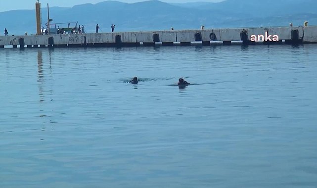 Sinop’ta yapılan deniz dibi temizliğinde araç lastiklerinden, ayakkabı ve uçurtmaya kadar bir çok atık çıkarıldı