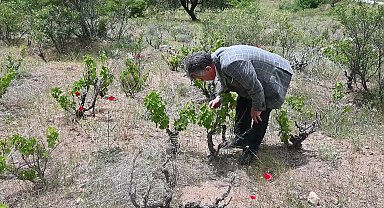 Yozgat’ta üzüm bağları da kuraklıktan etkilendi