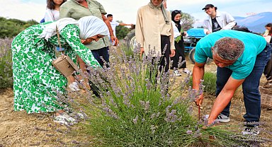 Antalya Büyükşehir Belediyesi’nin desteğiyle Kaş’ta kurulan lavanta bahçesinde hasat zamanı