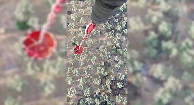 Aydın'ın Germencik ilçesinde ormanlık alanda yangın çıktı
