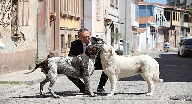 Ayvalık Belediye Başkanı Ergin'den sokak hayvanları kanun teklifine tepki: 