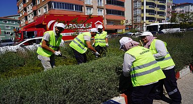 Bilecik’in orta refüjlerinde yetiştirilen lavantalar hasat için toplandı