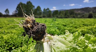 Bolu'da marul çiftçinin elinde kaldı 