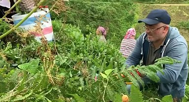 ÇAYKUR, 30 kilo olan günlük alım kotasını 25 kiloya düşürdü