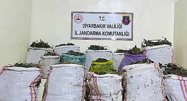 Diyarbakır'da düzenlenen uyuşturucu operasyonunda 1 milyon 149 bin kök kenevir/skunk bitkisi ele geçirildi