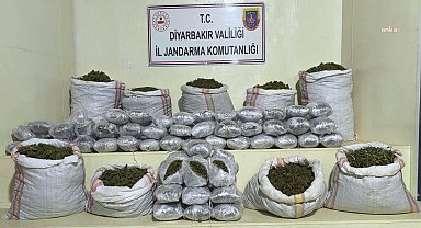 Diyarbakır’da narkoterör operasyonu: 2 milyon 669 bin kök kenevir ve skunk bitkisi ele geçirildi