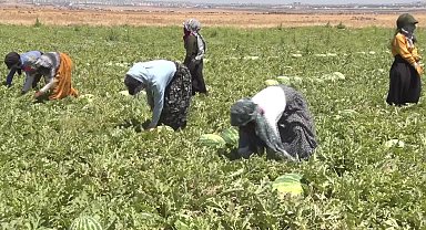Diyarbakır karpuzunda hasat zamanı… Tarımsal Sanayi İş İnsanları Derneği Başkanı Mehmet Atik: Tarlada 8 lira olan karpuz marketlerde 20-30 liraya satılıyor