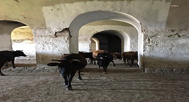 Erzurum Valiliği'nden tarihi eserlere inek bağlanması görüntüleriyle ilgili açıklama:
