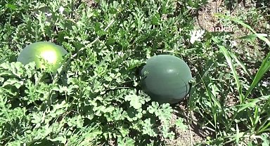 Iğdır'da karpuz hasadı başladı