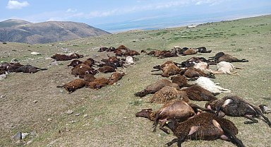 Iğdır'da yıldırım düştü: 70 hayvan telef oldu, bir kişi ağır yaralandı 