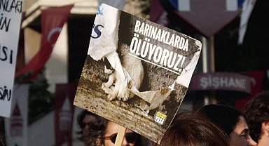 İstanbul'da sokak hayvanları yasası protestosu: