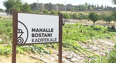 İzmir Büyükşehir’in mahalle bostanında hasat zamanı
