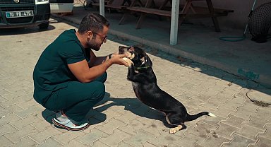 Köpek “Nazlı” Bandırma Belediyesi’nin çalışanlarının dikkati sayesinde hayata tutundu