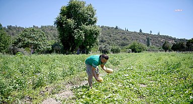 Kuşadası Adabahçe’de yaz hasadı sürüyor
