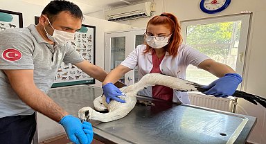 Osmangazi Belediyesi yaralı leyleği tedavi etti