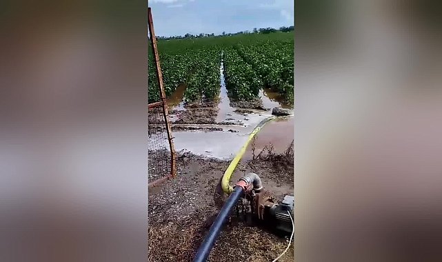 Samsun'da kuvvetli yağış, Bafra Ovası'ndaki tarım alanlarına zarar verdi...CHP Samsun İl Başkanı Özdağ: