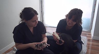 Sinop’ta bir kedi tek seferde 11 yavru doğurdu