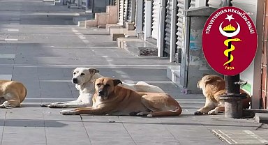 Türk Veteriner Hekimleri Birliği: Yasa teklifinden ötanazi ifadesi çıkarılsa da tamamen kapsam dışı bırakmıyor