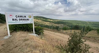 Yozgat’ta ‘bal ormanı’ alanları genişletiliyor