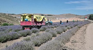 Yozgat'ta lavanta yetiştiren Haliloğlu: