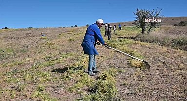 Yozgat'ta yeşil mercimek hasadı başladı, çiftçi umduğunu bulamadı
