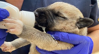Amasya Belediyesi, annelerini kazada kaybeden yavru köpeklerin bakımını üstlendi