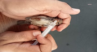 Amasya Belediyesi, yavru serçeyi misafir etti