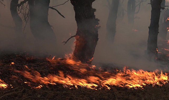 Ankara-Bolu sınırındaki yangın kontrol altına alındı... Yangından can havliyle kaçan hayvanlar ve yurttaşların hayvanlarını kurtarmaya çalıştığı anlar kameraya yansıdı