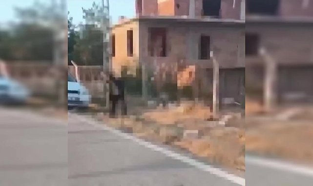 Ankara Polatlı'da bir vatandaş yavru köpeği dirgenle öldürdü... Jandarma: Şahıs gözaltına alınmış, adli makamlara sevk edilmiştir