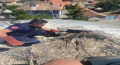 Balıkesir Büyükşehir, yaralı leyleği kurtardı
