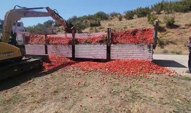 Bursa Karacabey'de ürünü elinde kalan çiftçi, 30 ton domatesi kepçeyle yere döktü
