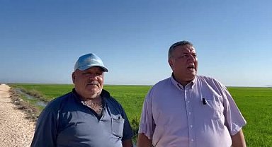 CHP Milletvekili Gürer, çeltik tarlasında: 