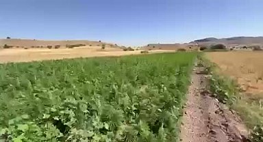 Diyarbakır'da narko-terör operasyonunda 2 milyon 269 bin kök kenevir ele geçirildi