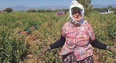 Domates üreticilerinden fiyat protestosu: