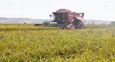 Edirne'de 1 kilo çeltiğin maliyeti 30 lira olarak hesaplandı
