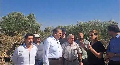 Hatay'da zeytin ağaçlarının kesilmesine tepki,.. Nermin Yıldırım Kara: 