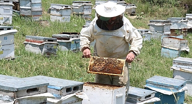 İklim değişikliği Yozgat'ta bal verimini olumsuz etkiledi