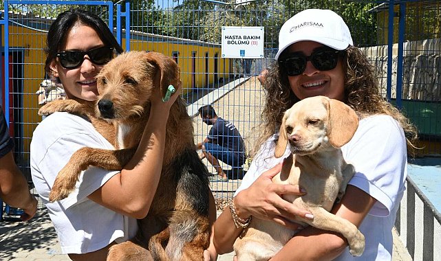 Kuşadası Belediyesi, 18 köpeği yuvaya kavuşturdu