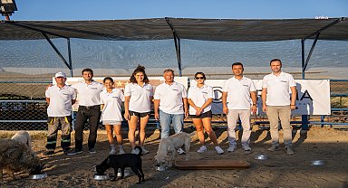 Kuşadası’nda bir otel 100 sokak köpeği için barınak açtı 
