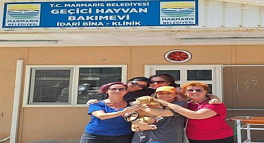 Marmaris Belediyesi Hayvan Rehabilitasyon Merkezi, 7 ayda 157 can dostu sahiplendirdi 