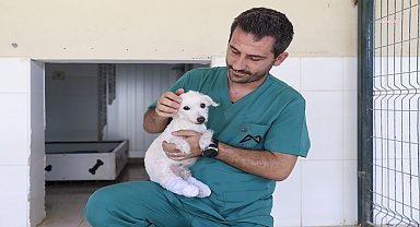 Mersin Büyükşehir Belediyesi Kaşlı Geçici Hayvan Bakımevi’nde bir can dost daha sağlığına kavuştu 