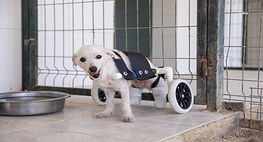 Mersin Büyükşehir Kaşlı Bakımevi'nde sağlığına kavuşan köpek, artık yürüyebiliyor