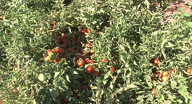 Şanlıurfa'da domates üreticilerinden 'fiyat' tepkisi:
